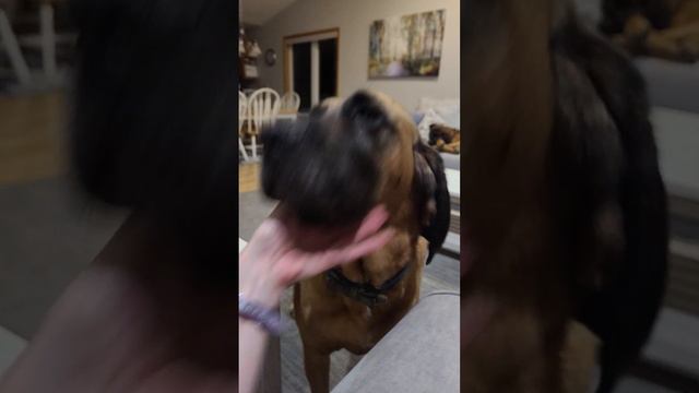 Brock bloodhound mastiff having a rough day смотреть онлайн