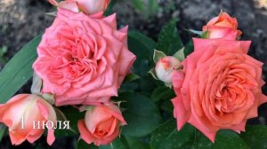 ?Бордюрная Роза Спрей                         « Барбадос »