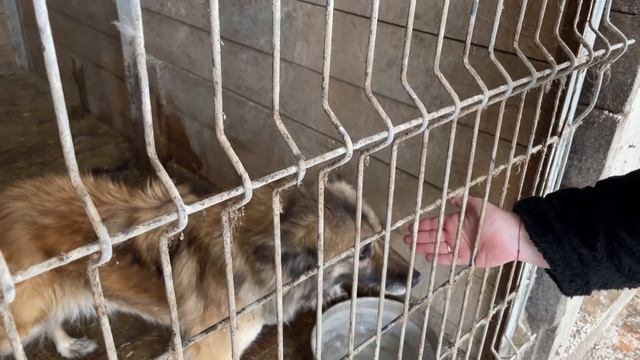 Спасение животных/ Дом продали, а собаку оставили на цепи смотреть онлайн