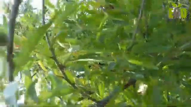 Дерево Миндальный смотреть онлайн