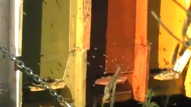 Берендей смотреть онлайн