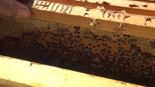 Отводок без пчел., для подсадки маток смотреть онлайн