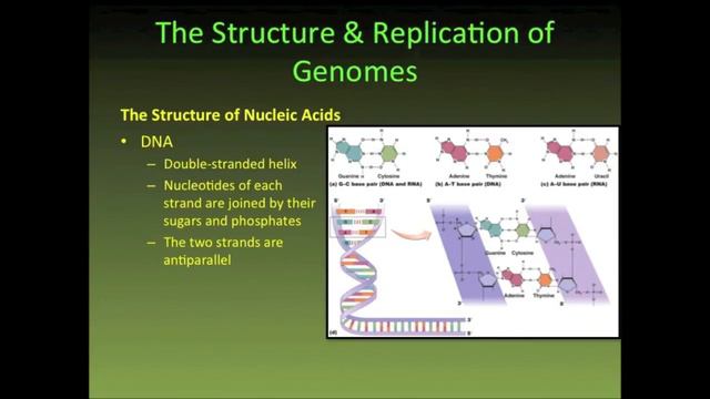 MICROBIAL GENETICS THE STRUCTURE AND REPLICATION OF GENOMES PART 1 смотреть онлайн