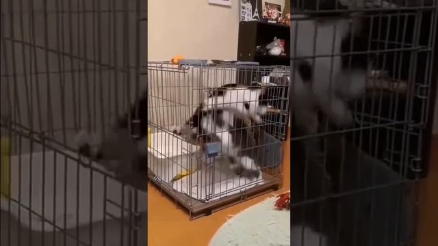 Вечный двигатель? смотреть онлайн