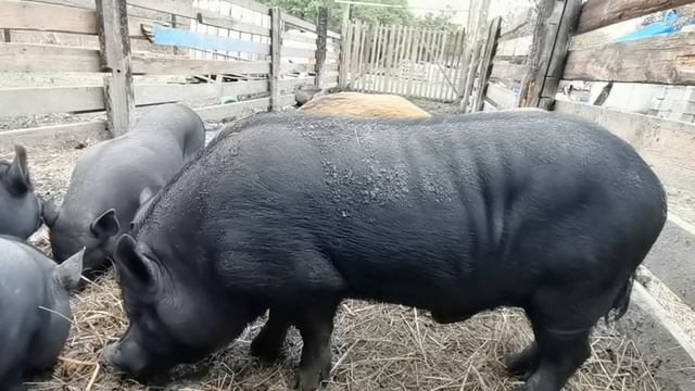 Чавкание диких кабанов. Кабаны едят орехи.