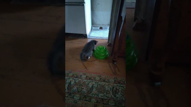 Мой новый спасенный из подвала малыш! назвали Феликс.Филюша.осваивается! новая игрушка👌😁 смотреть онлайн