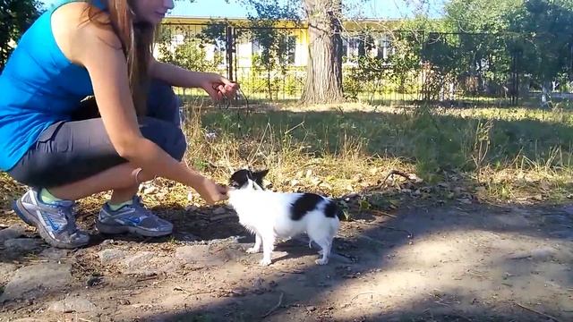 Как научить чихуахуа командам смотреть онлайн