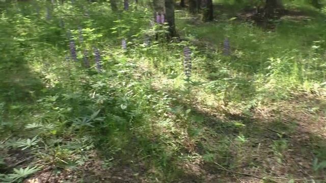 ПОГУЛЯЛИ С МАЛЫШОМ ПО ЛЕСУ И НАБРАЛИ ГРИБОВ! БЛАГОДАРЯ МАЛЫШУ МЫ С ГРИБАМИ! смотреть онлайн