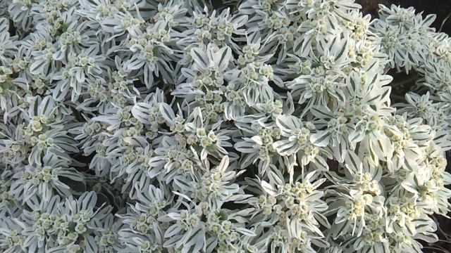 Euphorbia marginata -Молочай окаймлённый смотреть онлайн