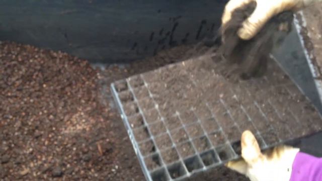 Подготовка лотка из мелких ячеек для посадки лобелии смотреть онлайн