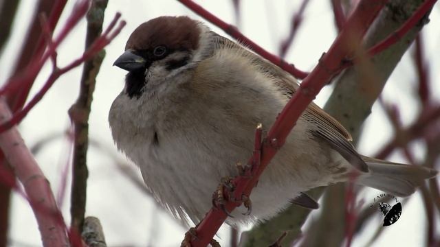 Полевой воробей (Tree Sparrow) смотреть онлайн