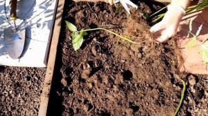 Монарда  Размножение  Посадка  Полезные свойства