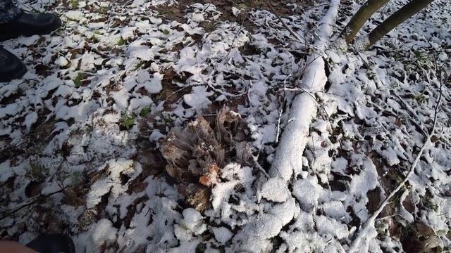 За грибами в ноябре. Фламмулина! смотреть онлайн