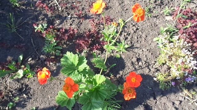 Гравилат смотреть онлайн