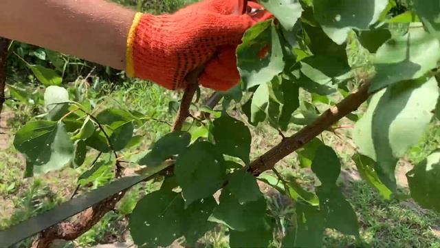 Как обрезать абрикос | Обрезка абрикоса летом | Обрезка абрикоса летом после плодоношения смотреть онлайн