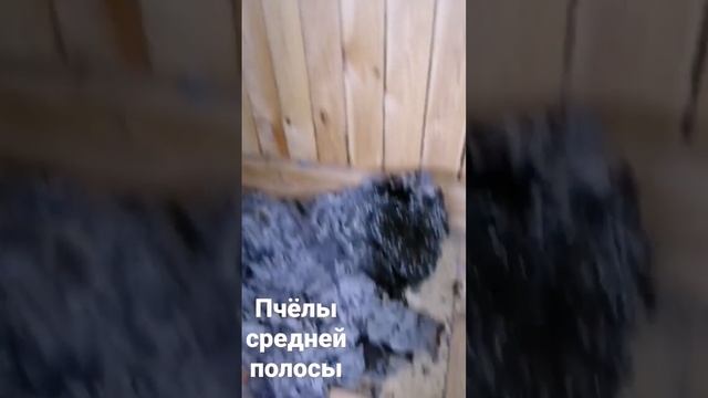 Как избавиться от осиного гнезда смотреть онлайн