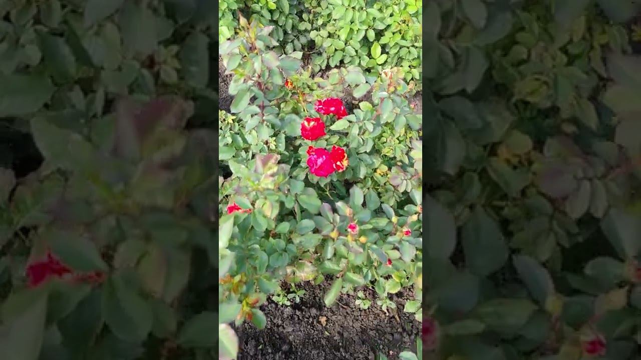 кусты роз семейного питомника rosebushes.ru смотреть онлайн