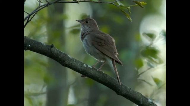 Голоса птиц. Соловей обыкновенный (Luscinia luscinia) смотреть онлайн