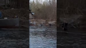 Корюшка в сестрорецке