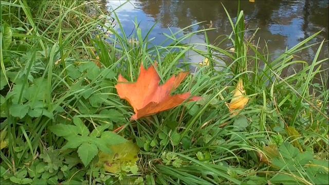Голуби на водопое. Как голуби пьют воду. смотреть онлайн