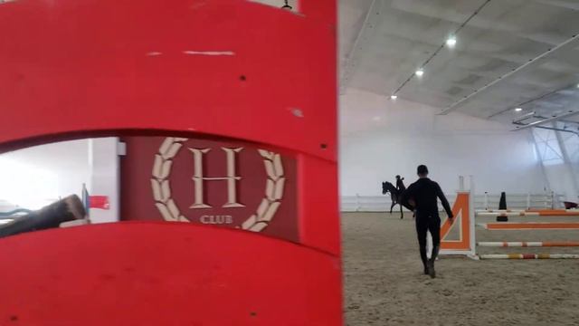 Калипсо 08 продажа аренда опытного конкурного коня учителя