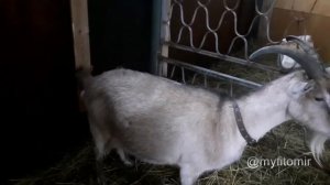 Коза перед окотом