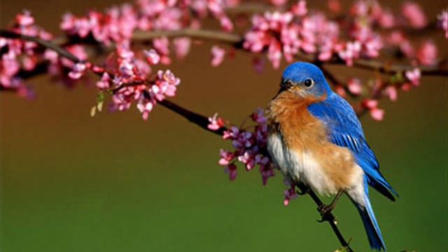 GABUID TRCHUN (Bluebird) - Conj. KUSAN - MIRTA SATDJIAN