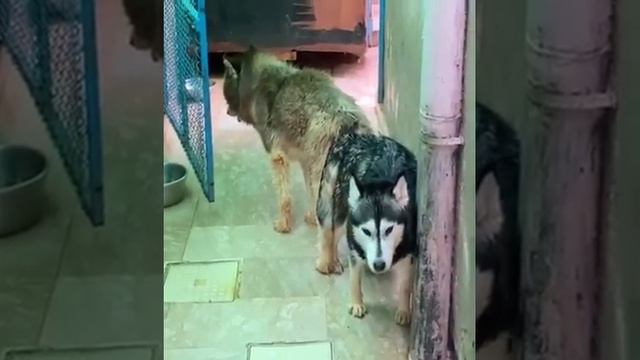 new dog mating season #animal #animalcrossing dog donkey horses xxx video # animal mx video new смотреть онлайн