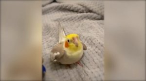 Купи,купи! (Astaves Remix)