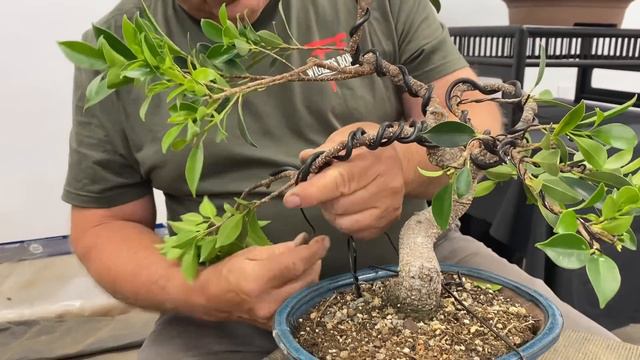 How to increase the value of your Ficus bonsai смотреть онлайн