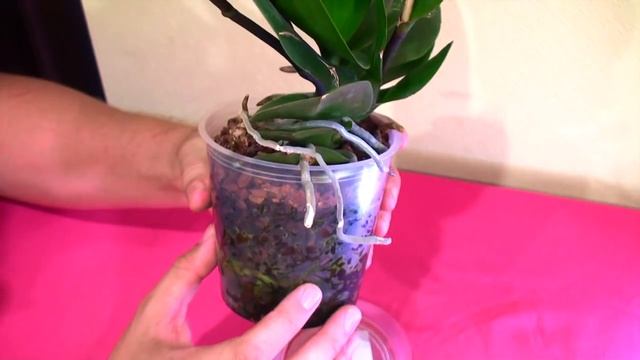 Пересаженная орхидея уценка КАМЕННАЯ РОЗА - новый цветонос за месяц! смотреть онлайн