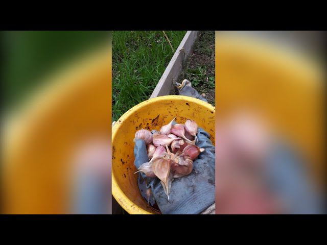 ЧЕСНОК ОЗИМЫЙ пора сажать сегодня. Как я  сажаю чеснок в сидераты конусом 28  сентября смотреть онлайн