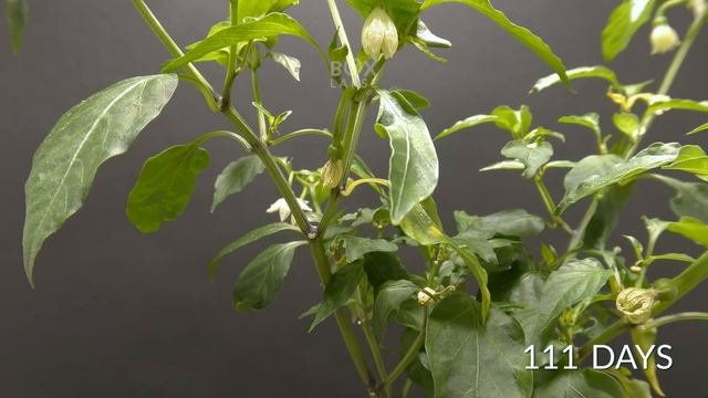 Growing Orange CAYENNE PEPPER Time-lapse смотреть онлайн