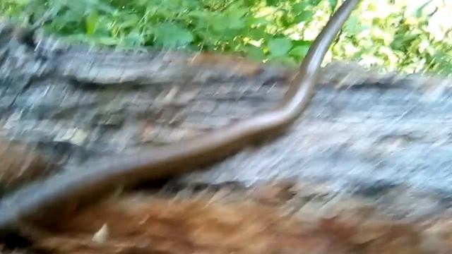 Безногая ящерица Медяница смотреть онлайн