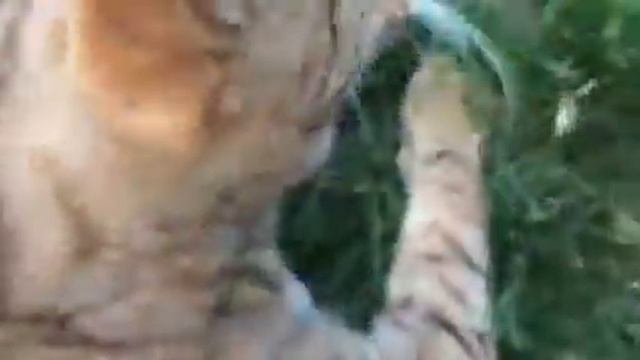 Ocicat meow like the big cats смотреть онлайн