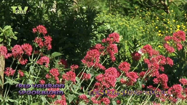 Red Valerian - Spoorbloem - Rode Valeriaan - Centranthus Ruber