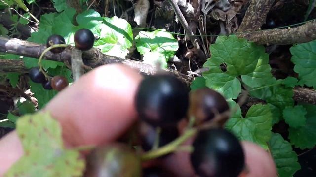 Гиганская смородина после обрезки весной. Урожай радует весы и глаз. смотреть онлайн