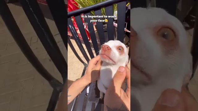 it's important to wash your face 😜😤 my sweet dog 🐕 смотреть онлайн