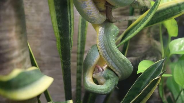 Creature Feature: Green Tree Python смотреть онлайн