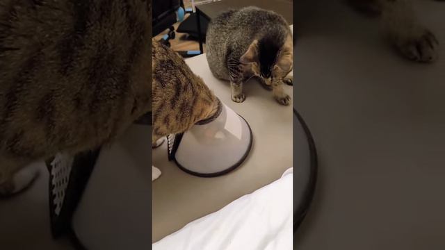 Идеальное ограбление смотреть онлайн