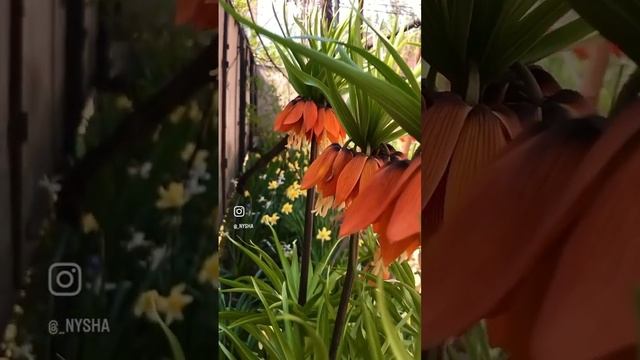 Царская корона ? #цветы смотреть онлайн