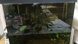 Аквариум на работе. Установка компрессора.