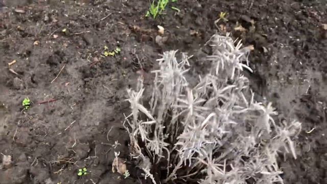 Лаванда трёхлетняя обрезка весной мой опыт выращивания лаванды на даче смотреть онлайн