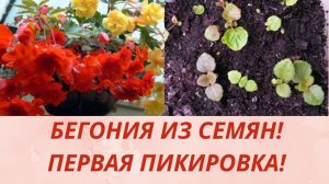 БЕГОНИЯ АМПЕЛЬНАЯ ИЗ СЕМЯН! ПЕРВАЯ ПИКИРОВКА.ОБЗОР СОРТОВ.ИТОГИ ВСХОЖЕСТИ СЕМЯН.