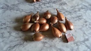 Лук шалот (сорокозубка).