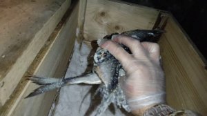 Сухой посол рыбы, (чехонь)