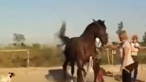 Покрытие лошади