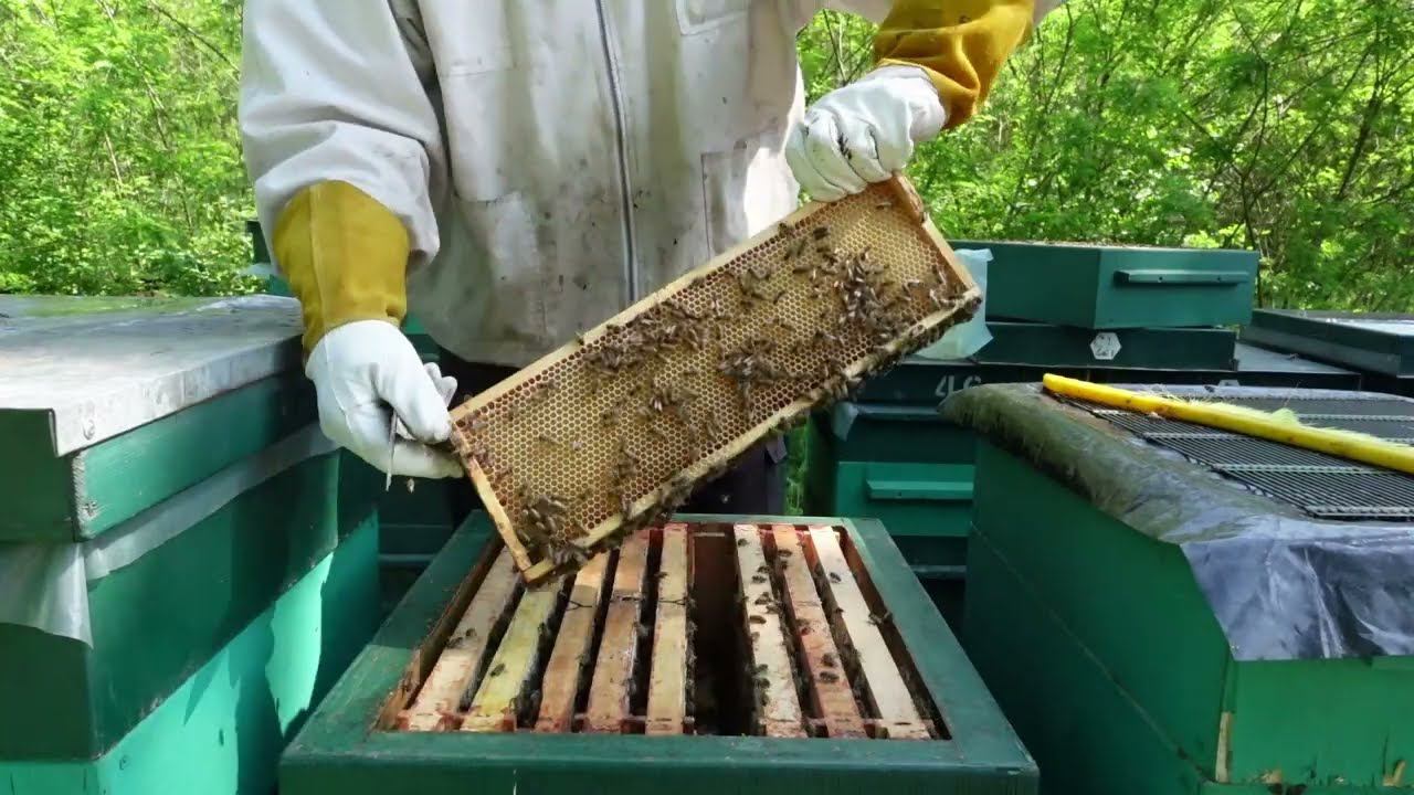 меду с акации быть смотреть онлайн