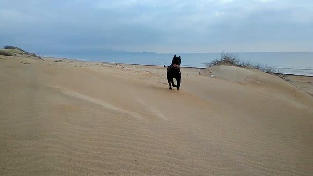 Дрессировка Кане Корзо  Cane Corso в Анапе Темрюке