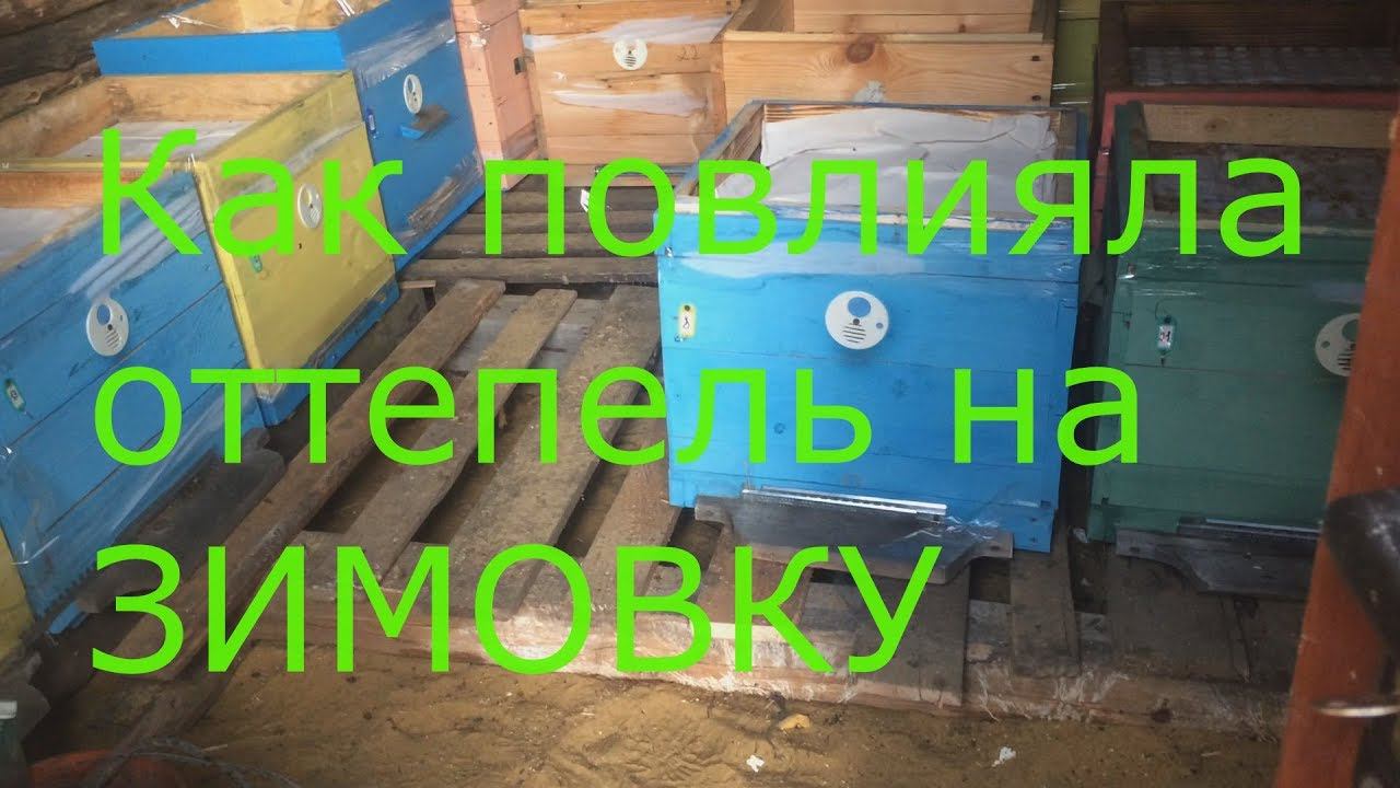 Как повлияла оттепель на зимовку? Зимовка под угрозой!? смотреть онлайн